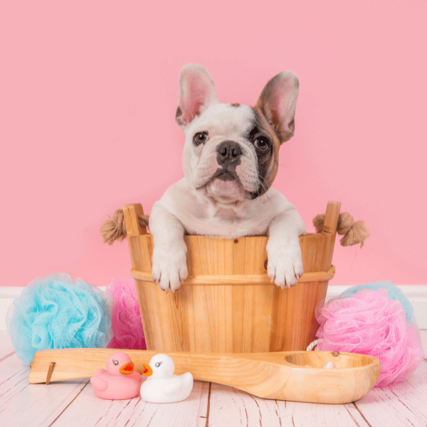 French Bulldog puppy 3