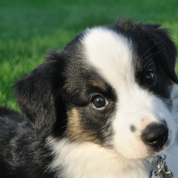 Aussie Doodle puppy 3