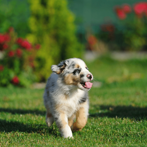 Aussie Doodle puppy 1
