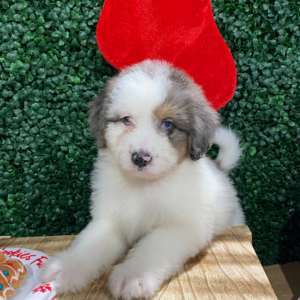Aussie Doodle puppy 2