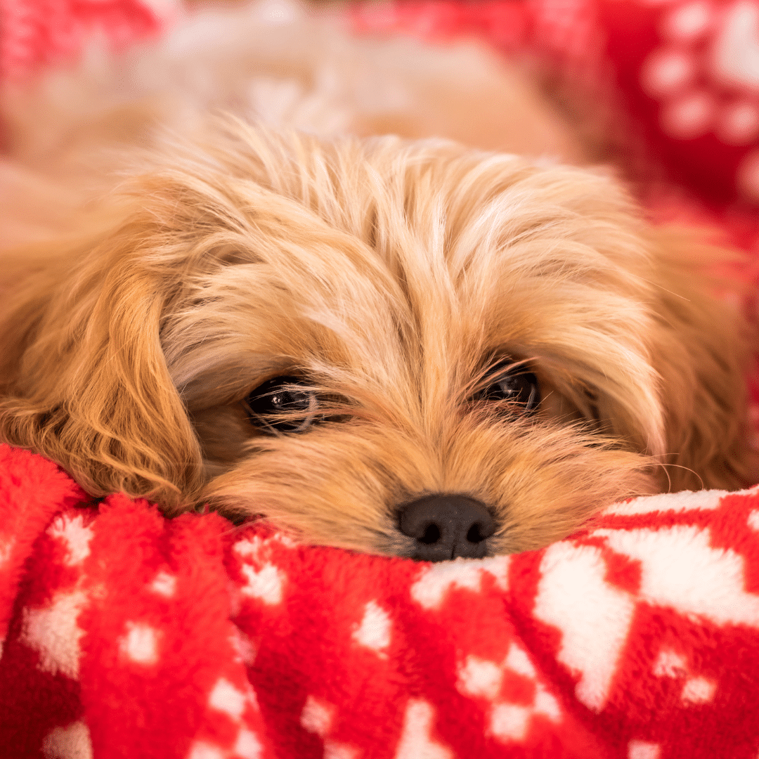 Cavapoochon puppy 3