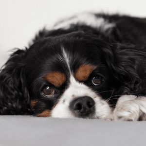 Cocker Spaniel puppy 2
