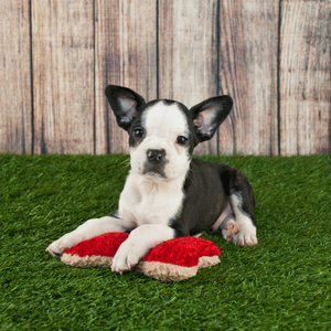 Frenchton puppy 2