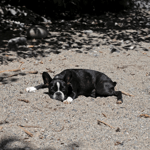 Frenchton puppy 3