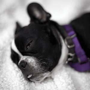 Frenchton puppy 4